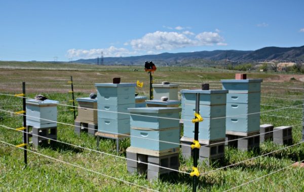 The apiary at Seven Stones botanical gardens cemetery. www.discoversevenstones.com.