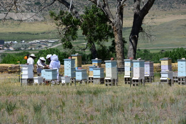 Beekeeping at Seven Stones Colorado
