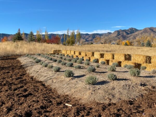 Lavender Journey at Seven Stones Chatfield Colorado botanic gardens cemetery