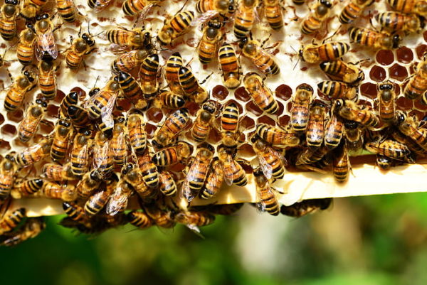 Honeybees at Seven Stones Chatfield