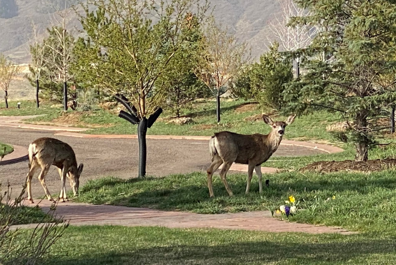 Wildlife at Seven Stones Colorado deer
