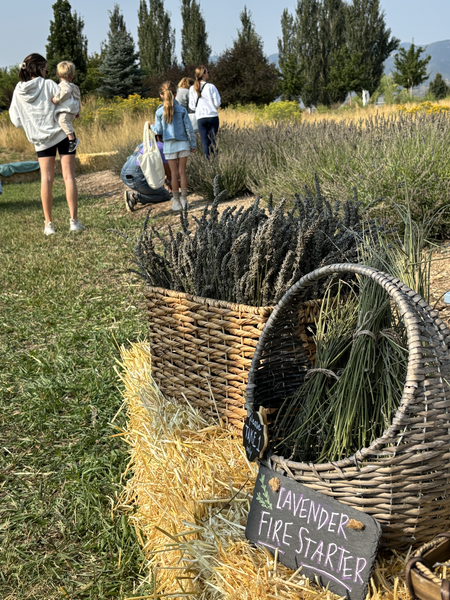 Lavender Harvest and Festival 2025