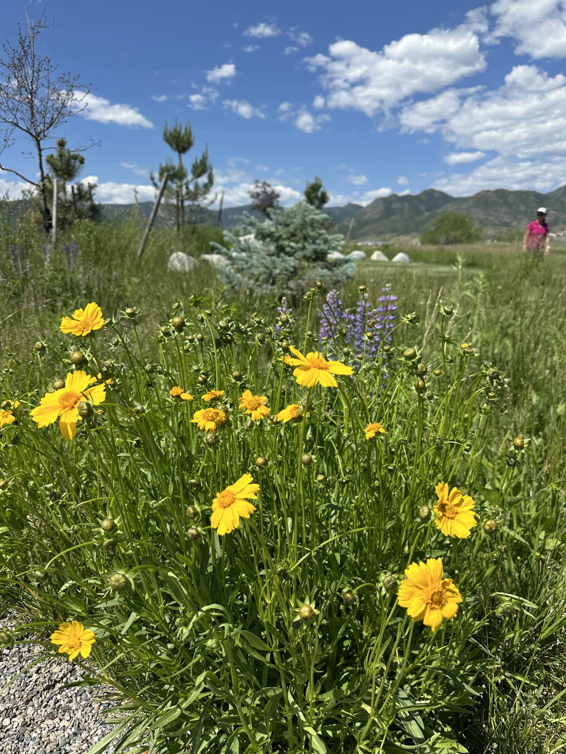 NATIVE GRASSES & WILDFLOWERS event at Seven Stones Chatfield Colorado