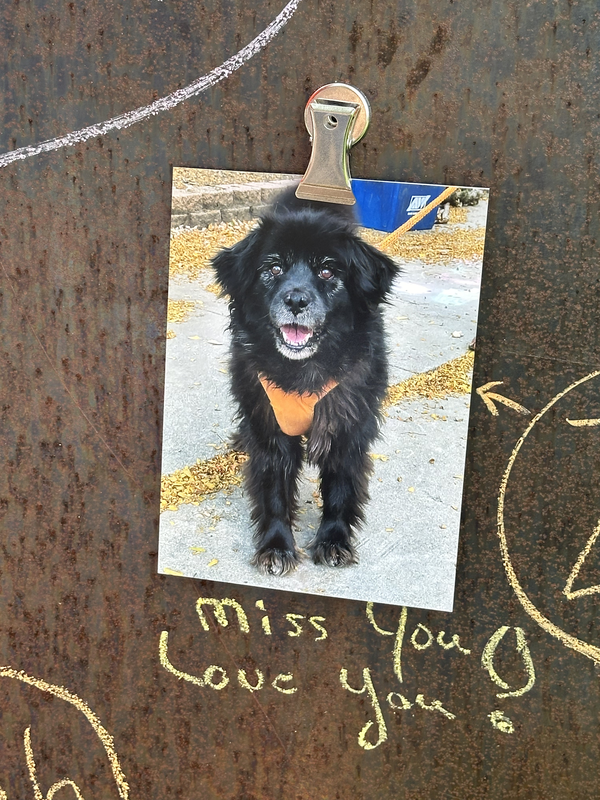 Annual Pet Memorial event 2025 at Seven Stones Botanical Gardens cemetery