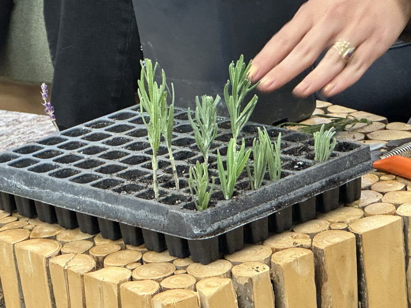 Lavender workshop at Seven Stones