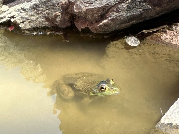 Bugs In The Trees and Frogs In The Ponds kids workshop at Seven Stones in Colorado