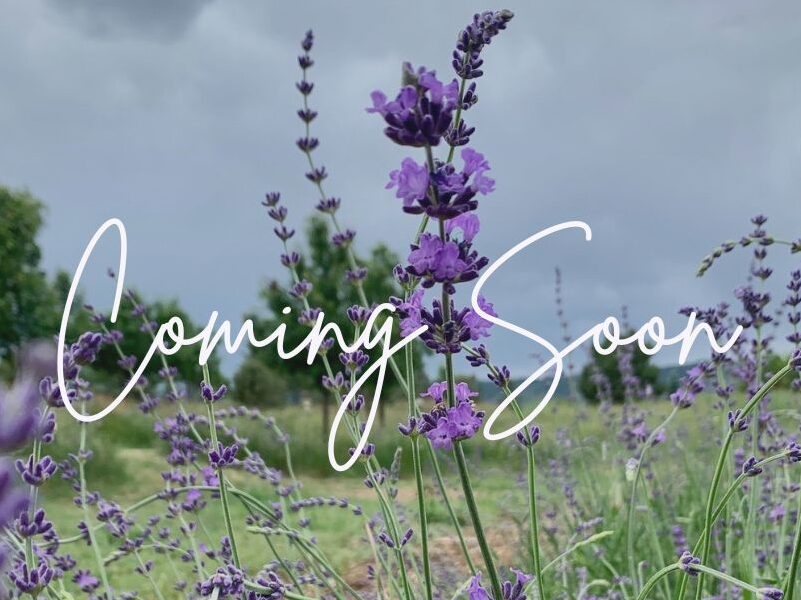 Our Annual Lavender Festival Is On August 29th