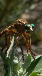 Prairie Robber Flies