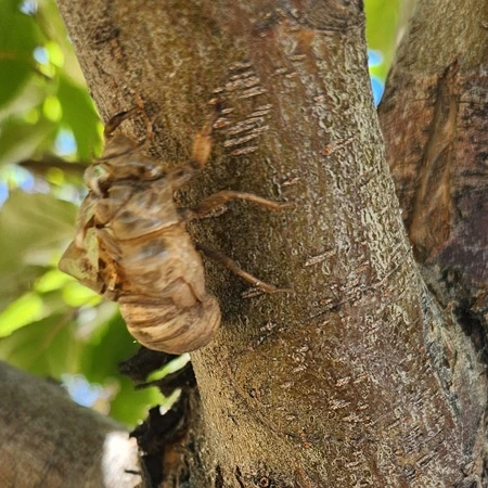 The Good, the Bad & the Buggy: Getting to Know the Insects in Our Gardens