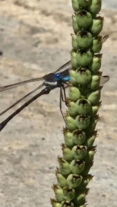 Dragonfly at Seven Stones
