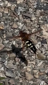 Cicada Killer Wasp