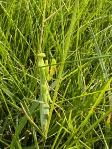 praying mantis at Seven Stones